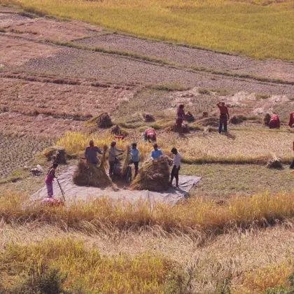 Farmers working together in a rice field