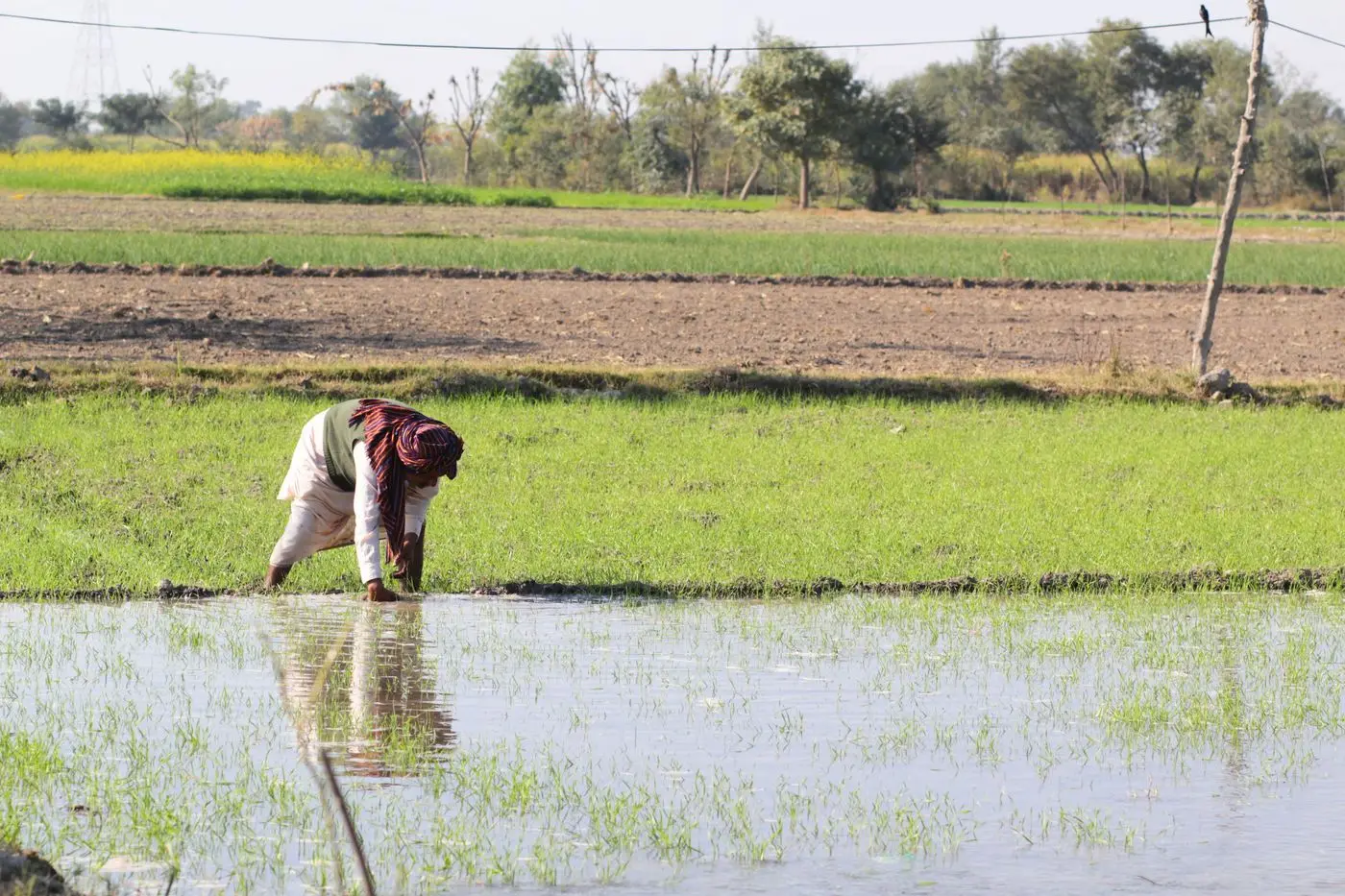 Ripe golden paddy in Punjab